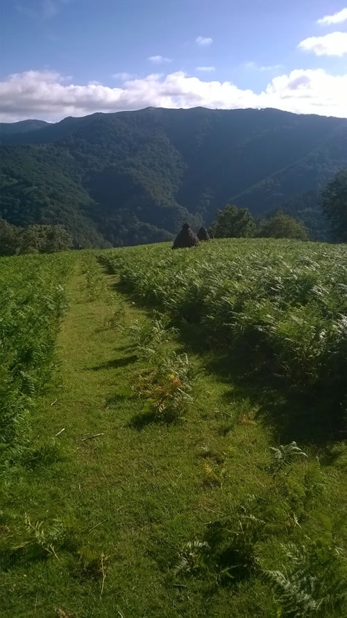Lesaka trail scenery